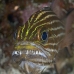cardinalfish_tiger_ms_ni_v_0491_egy0639.jpg